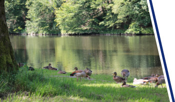 Enten Sieg Dattenfeld